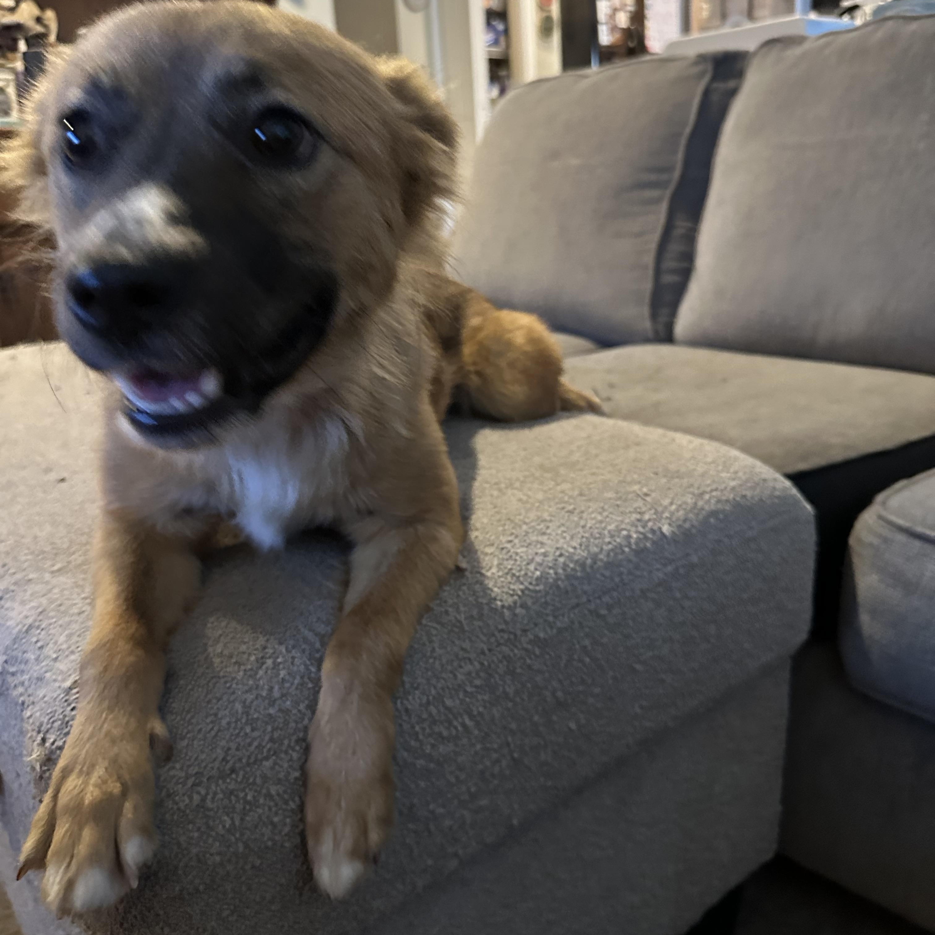 Enlarge Fifi, an adopted mixed breed in Tacoma, WA image 5/6