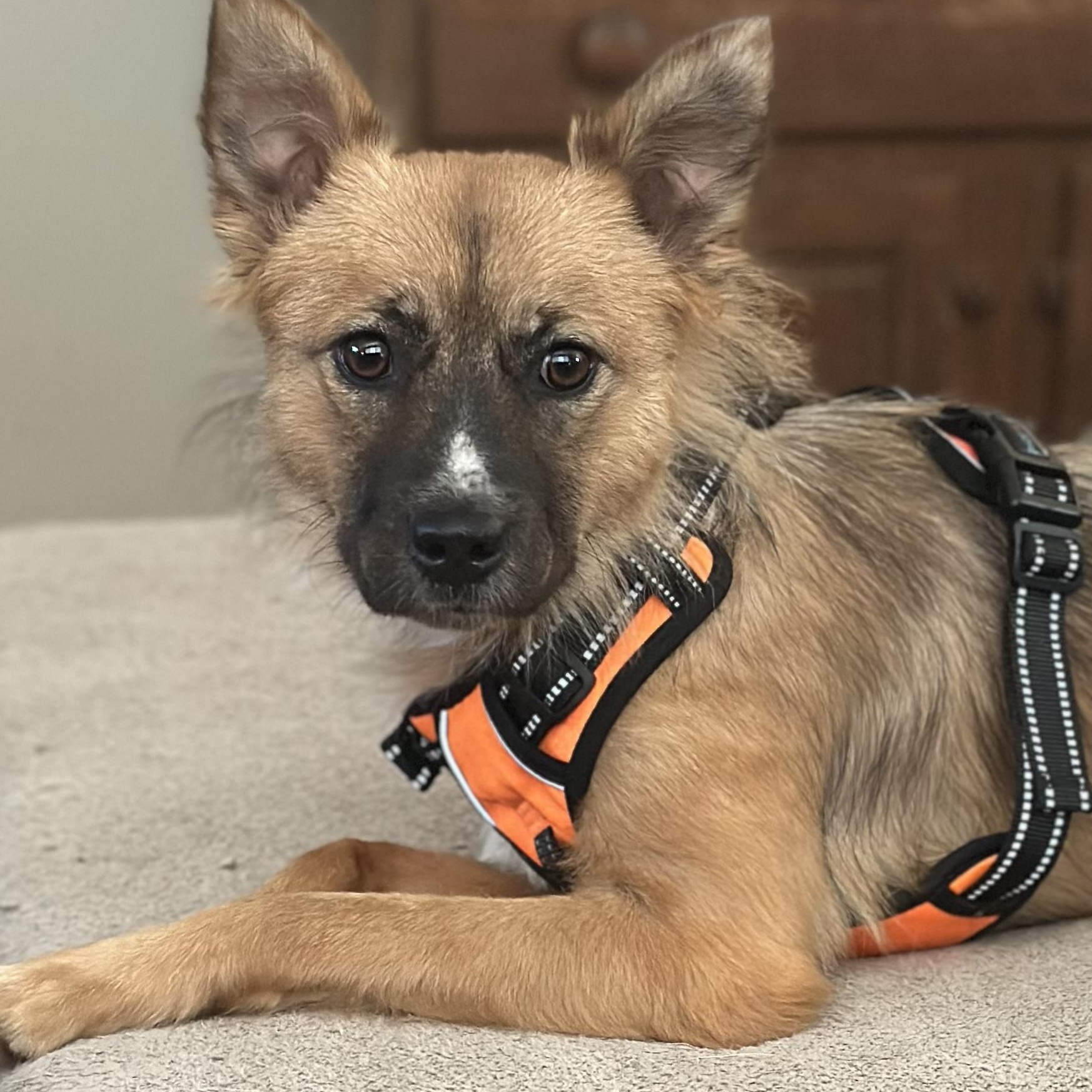 Enlarge Fifi, an adopted mixed breed in Tacoma, WA image 6/6