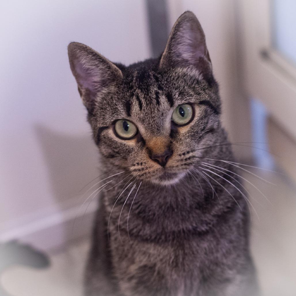 Mocha, a Adoptable Domestic Short Hair in Ponte Vedra, FL image 1/4