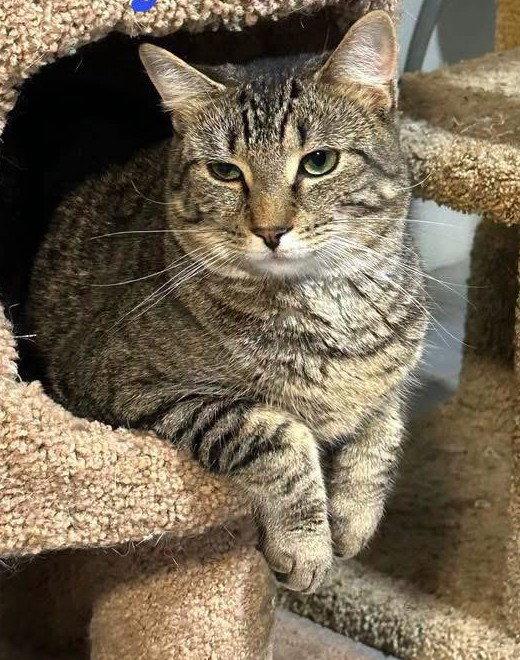 Jersey, Adoptable, Adult Male Domestic Short Hair.