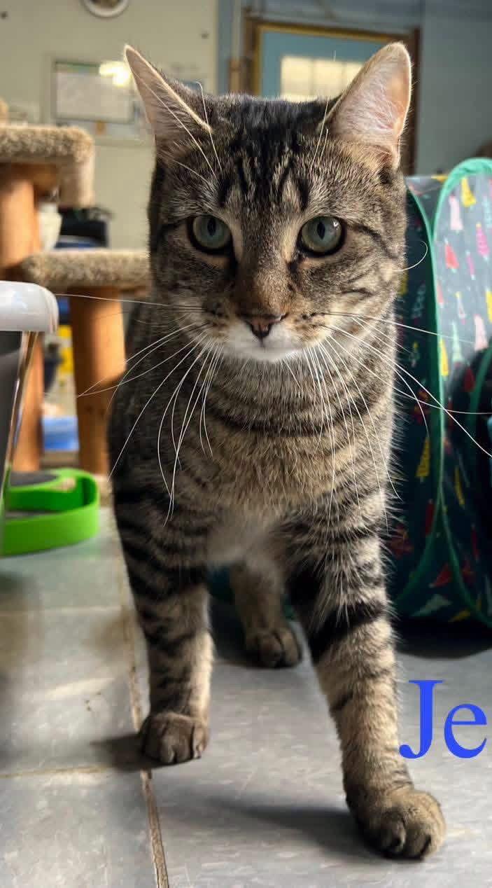 Enlarge Jersey, a Adoptable Domestic Short Hair in Spring Lake, NJ image 2/2