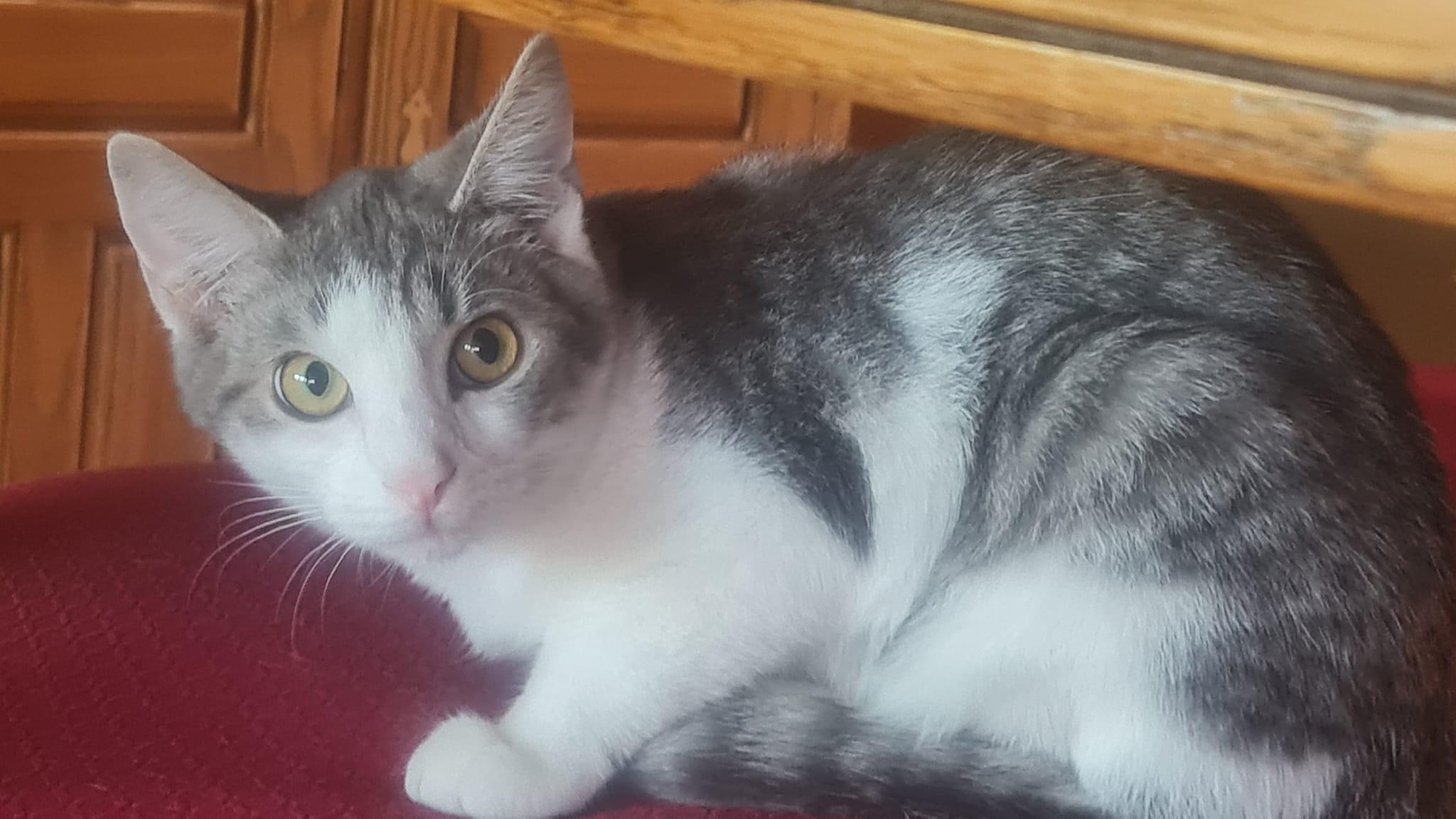 Enlarge Lloyd, a Adoptable Domestic Short Hair in West newton, PA image 1/1