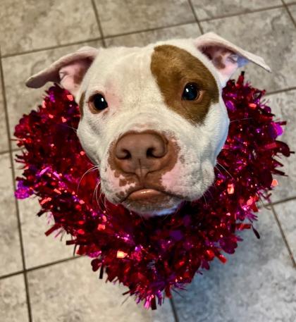 Chuck, Adoptable, Adult Male Pit Bull Terrier & Mixed Breed.