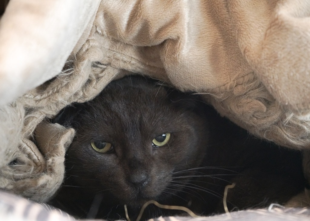 Frodo, a Adoptable Domestic Short Hair in Rochester, NY image 1/14