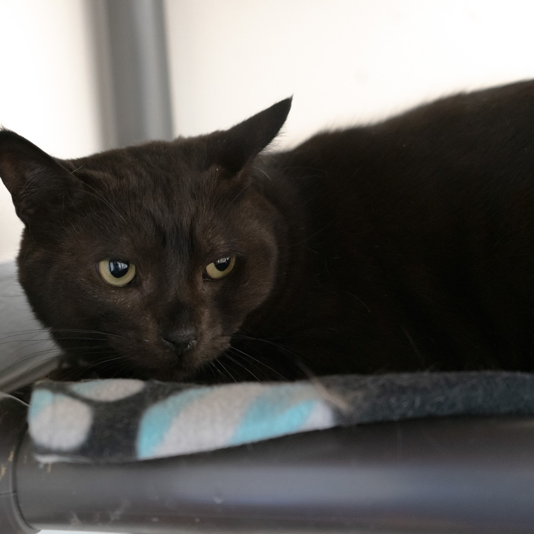 Frodo, a Adoptable Domestic Short Hair in Rochester, NY image 2/14