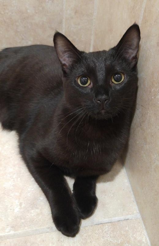 Frodo, a Adoptable Domestic Short Hair in Rochester, NY image 3/14