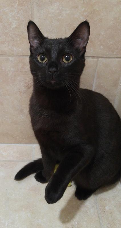 Frodo, a Adoptable Domestic Short Hair in Rochester, NY image 4/14