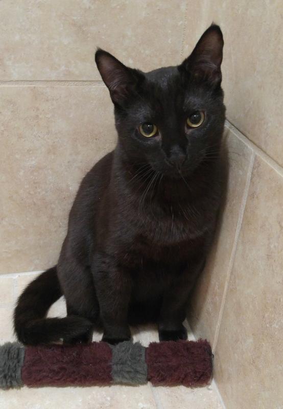 Frodo, a Adoptable Domestic Short Hair in Rochester, NY image 5/14