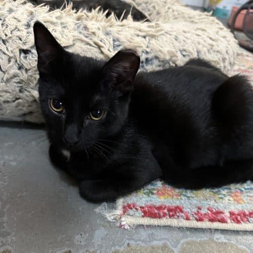 Enlarge Freya, an adopted Domestic Short Hair in Anderson , SC image 2/2