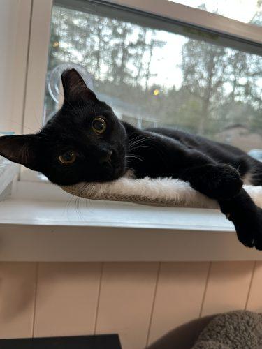 Freya, adopted, Kitten Female Domestic Short Hair.