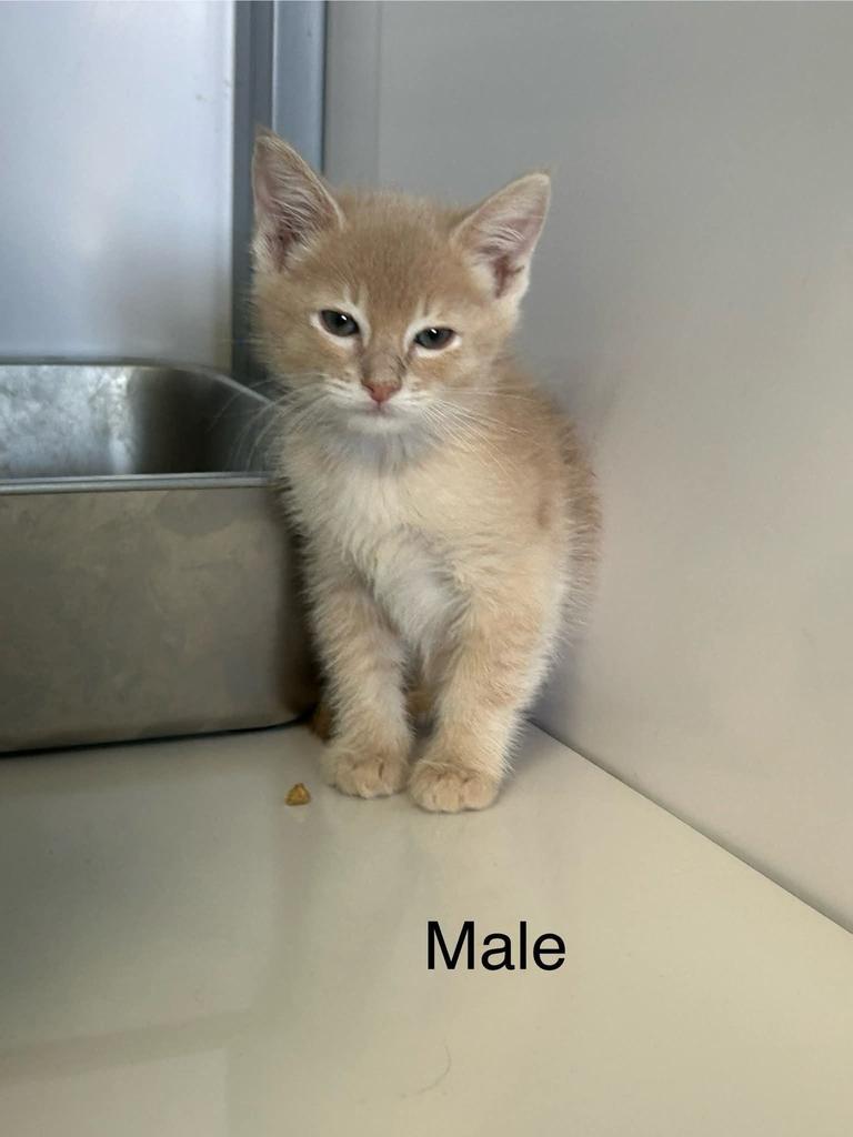 Fiyero, Adoptable, Kitten Male Domestic Short Hair.