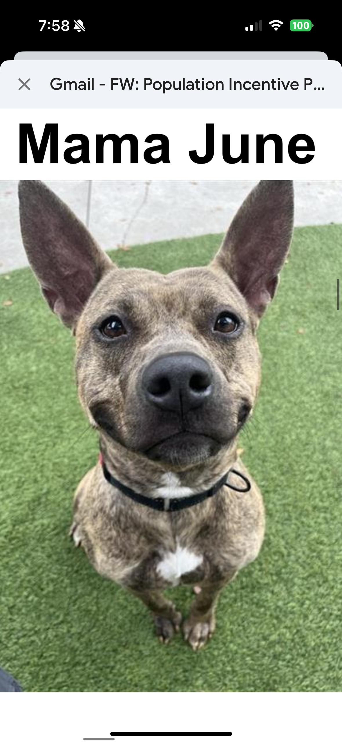 Mama June, Adopted, Adult Female Pit Bull Terrier.