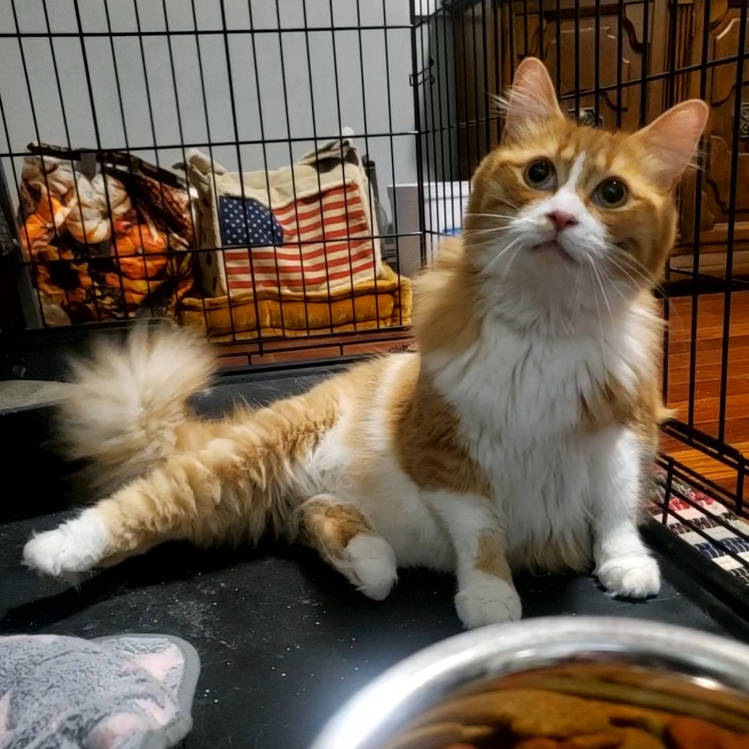 Ursa Major, an adopted Domestic Long Hair in Maple Shade, NJ_image-1