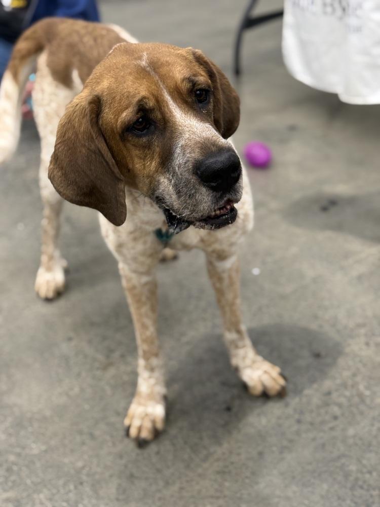 Enlarge Reba, a Adoptable mixed breed in Irwin, PA image 4/6