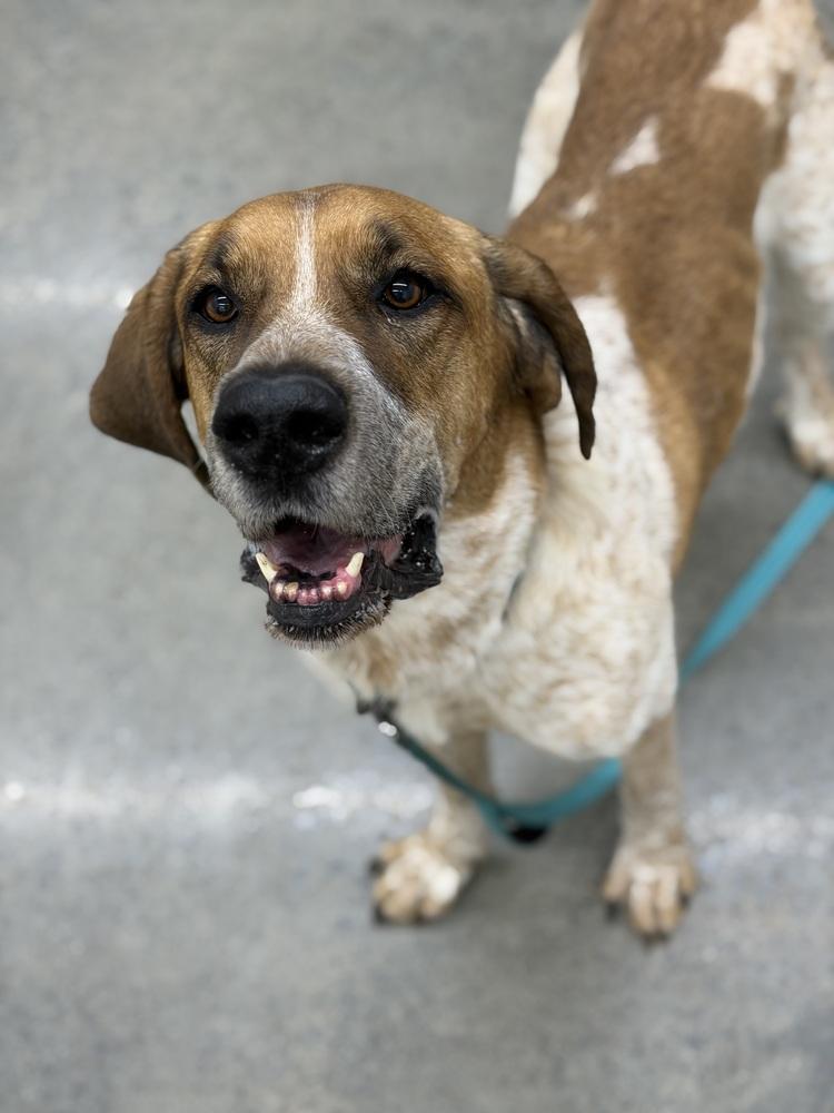 Enlarge Reba, a Adoptable mixed breed in Irwin, PA image 2/6