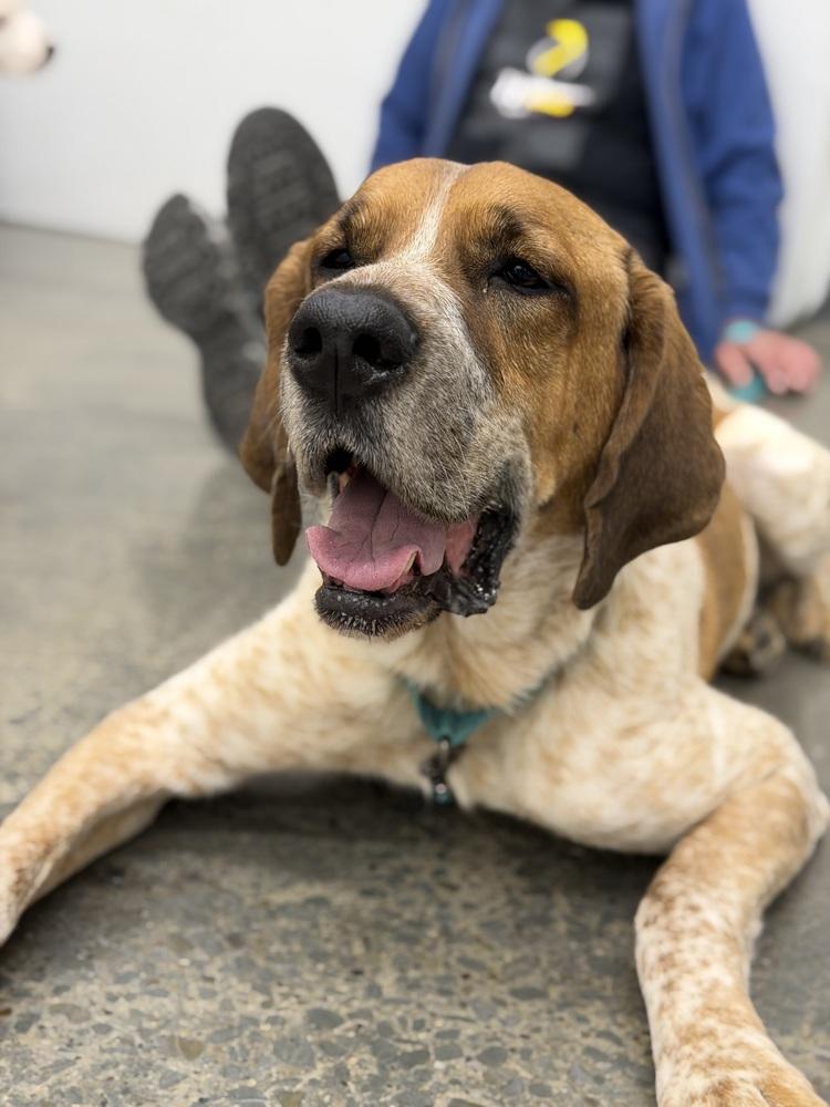 Enlarge Reba, a Adoptable mixed breed in Irwin, PA image 3/6