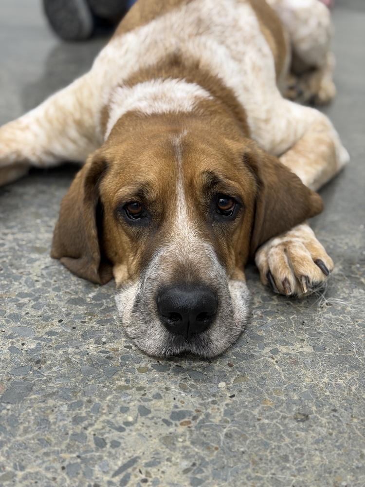Reba, Adoptable, Adult Female Coonhound & Mixed Breed.