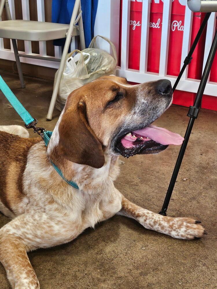 Enlarge Reba, a Adoptable mixed breed in Irwin, PA image 2/6