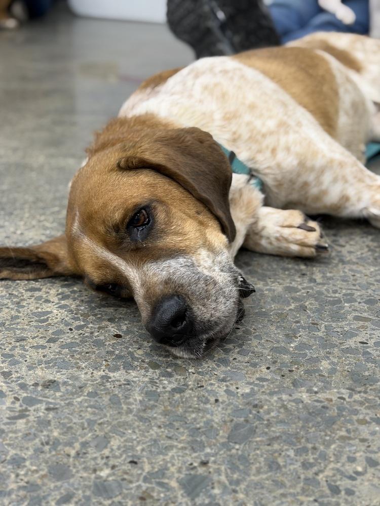 Enlarge Reba, a Adoptable mixed breed in Irwin, PA image 5/6