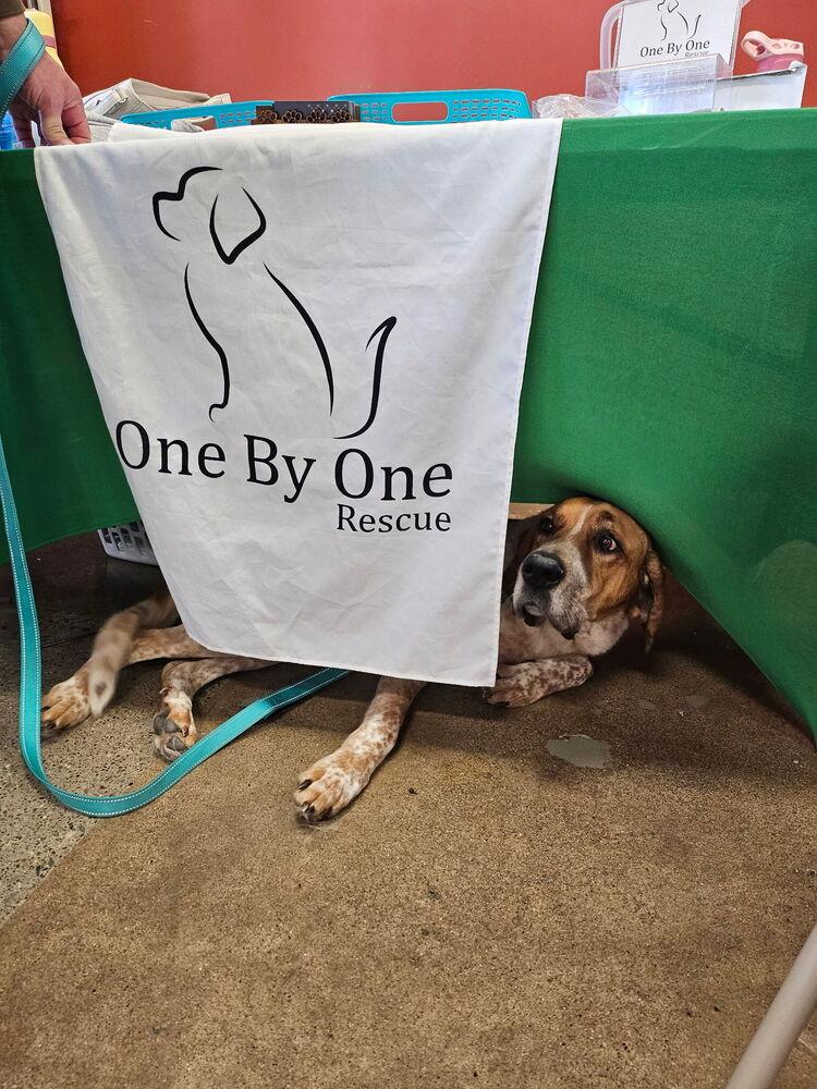 Enlarge Reba, a Adoptable mixed breed in Irwin, PA image 6/6