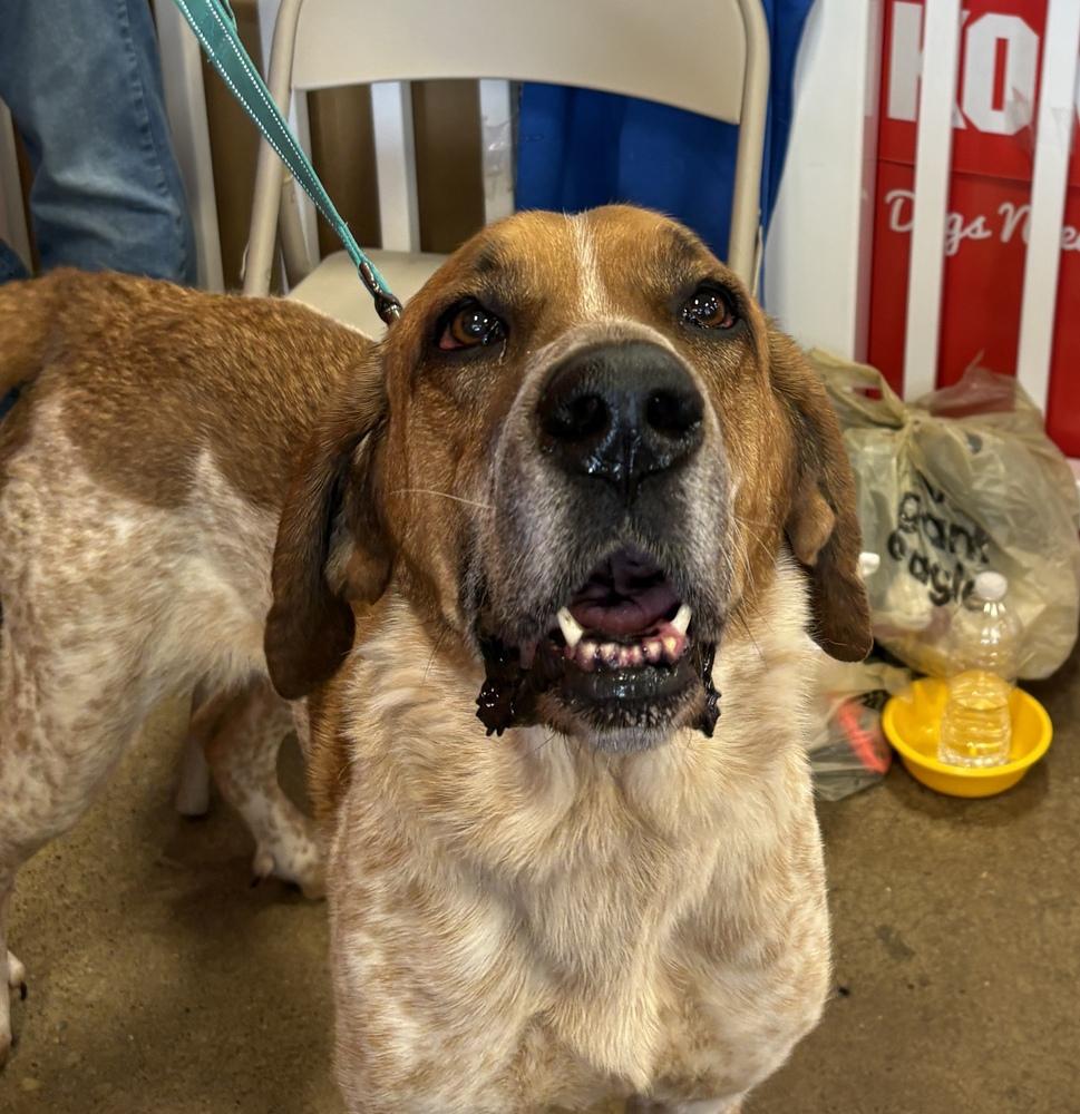 Enlarge Reba, a Adoptable mixed breed in Irwin, PA image 4/6