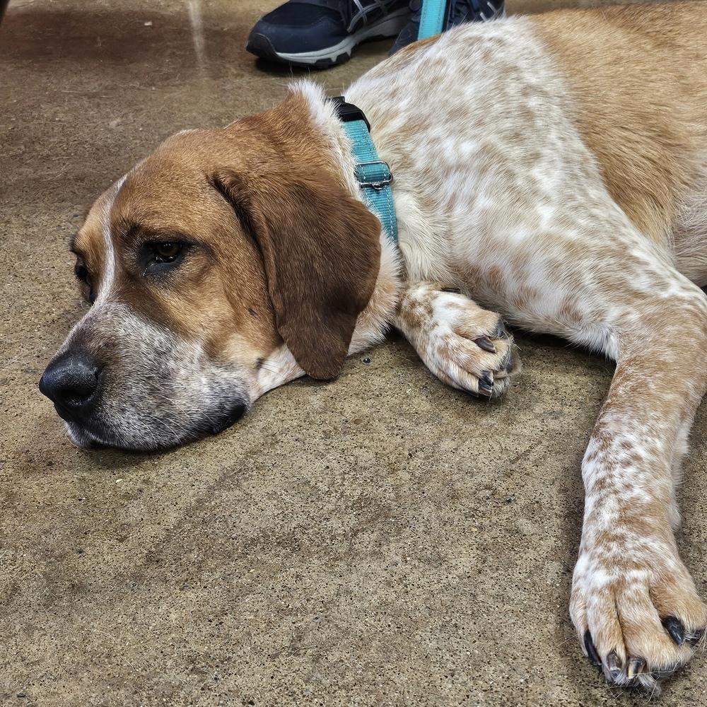 Enlarge Reba, a Adoptable mixed breed in Irwin, PA image 3/6