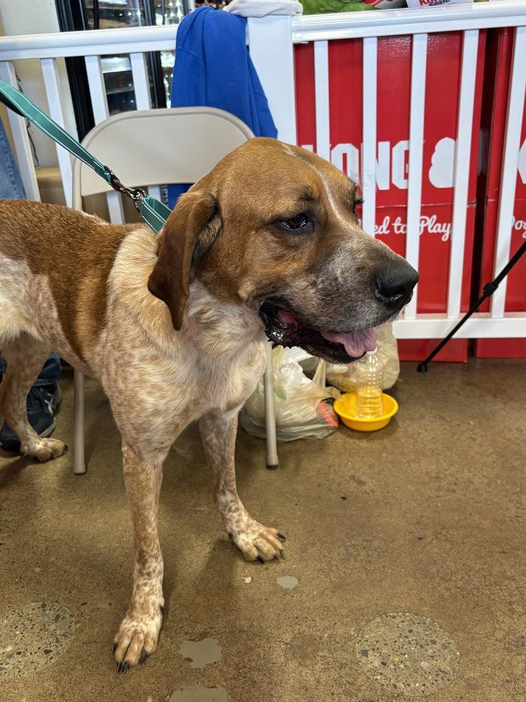 Reba, Adoptable, Adult Female Coonhound & Mixed Breed.