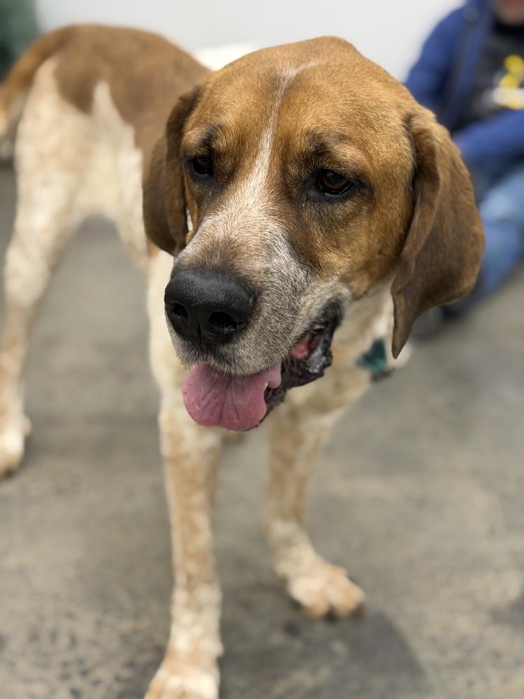 Reba, Adoptable, Adult Female Coonhound & Mixed Breed.
