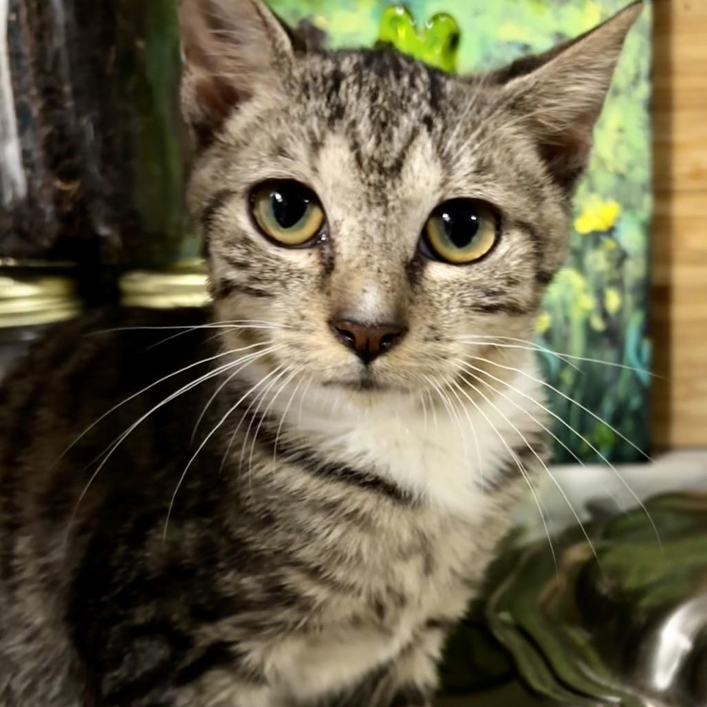 Maverick, Adoptable, Kitten Male Domestic Short Hair.
