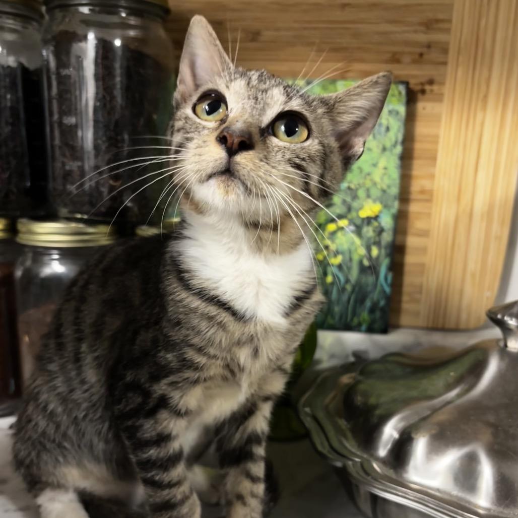 Enlarge Maverick, a Adoptable Domestic Short Hair in New Port Richey, FL image 2/2