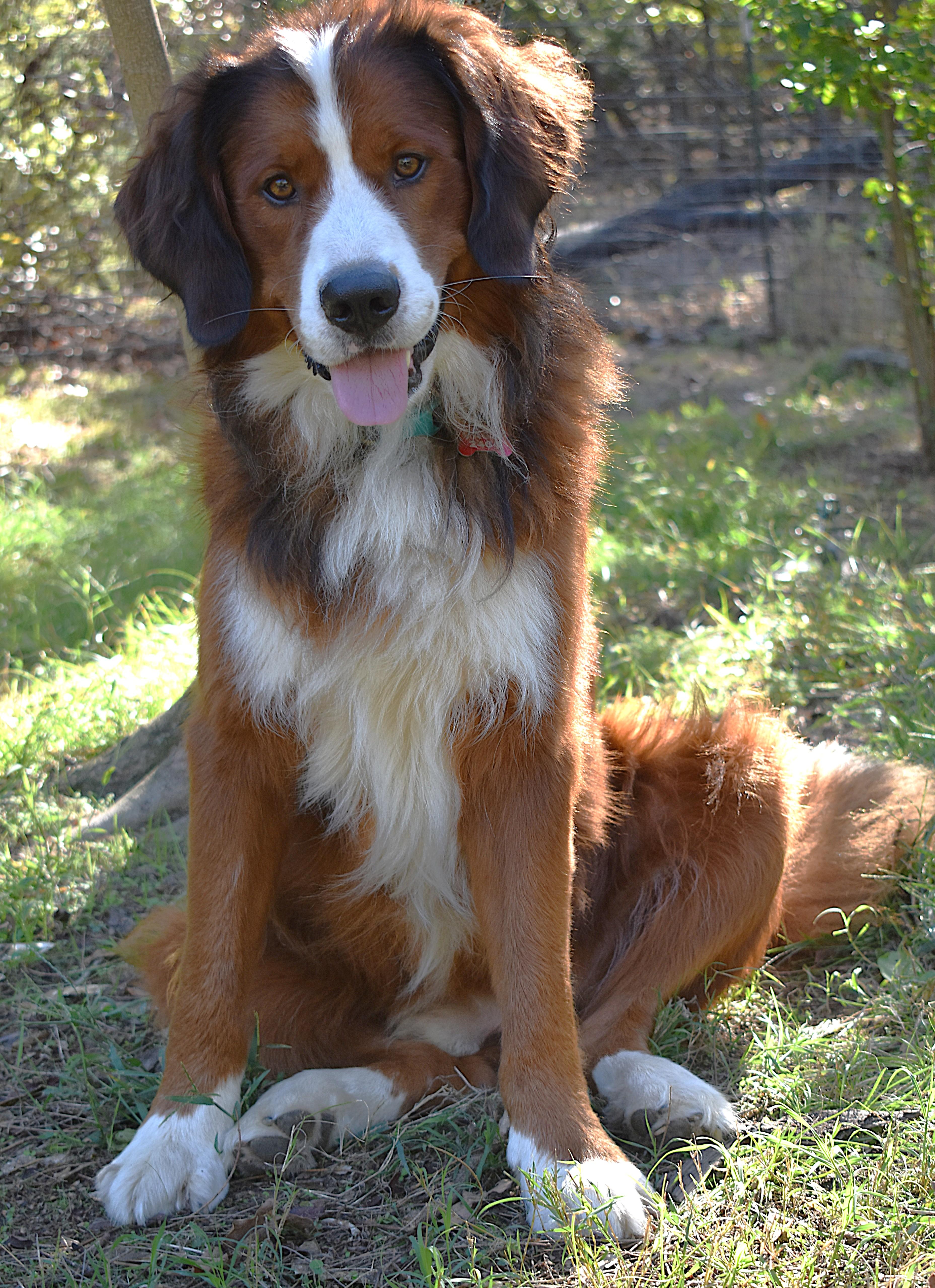 Enlarge Ragnar, a Adoption Pending mixed breed in Kiowa, OK image 5/6