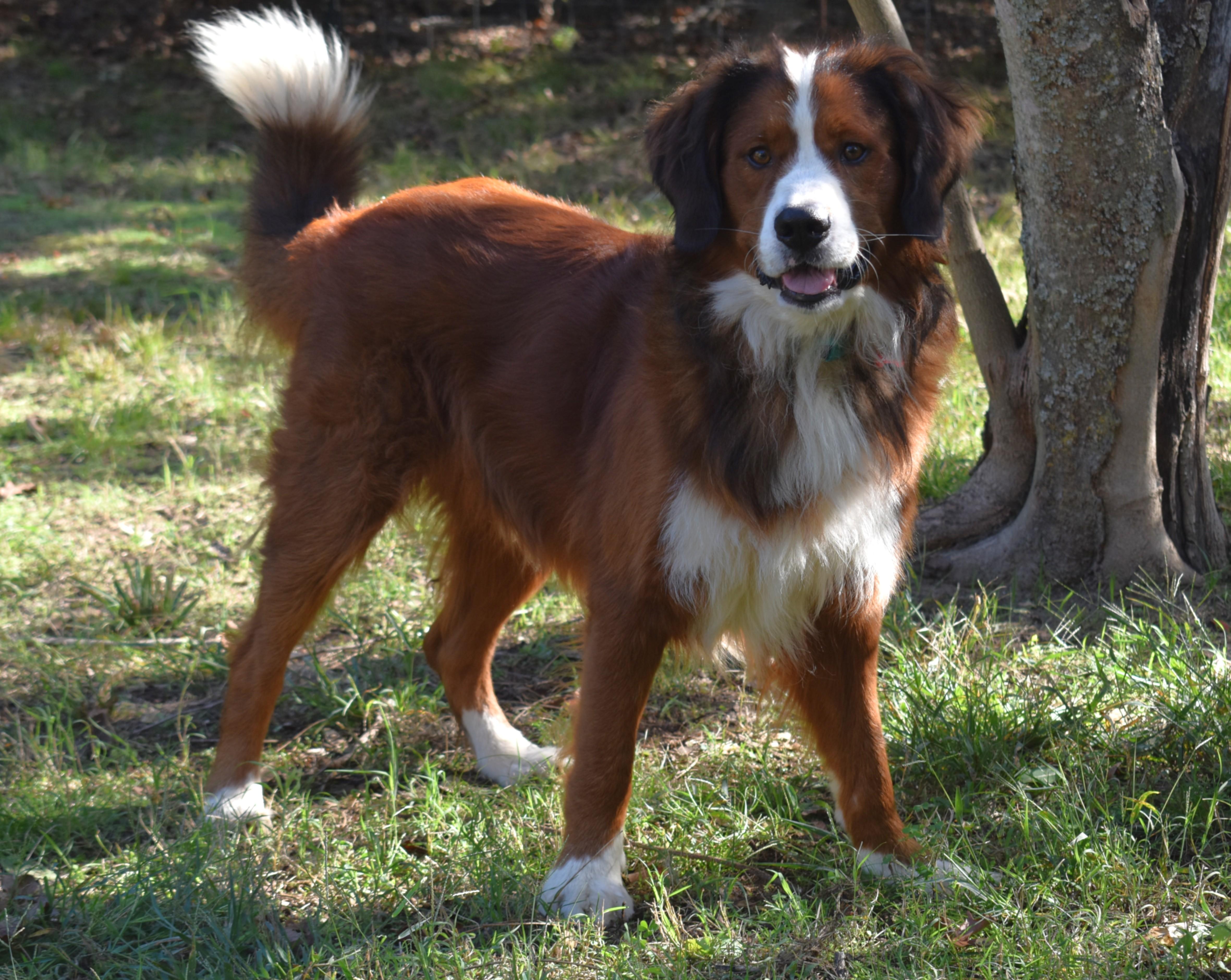 Enlarge Ragnar, a Adoption Pending mixed breed in Kiowa, OK image 2/6