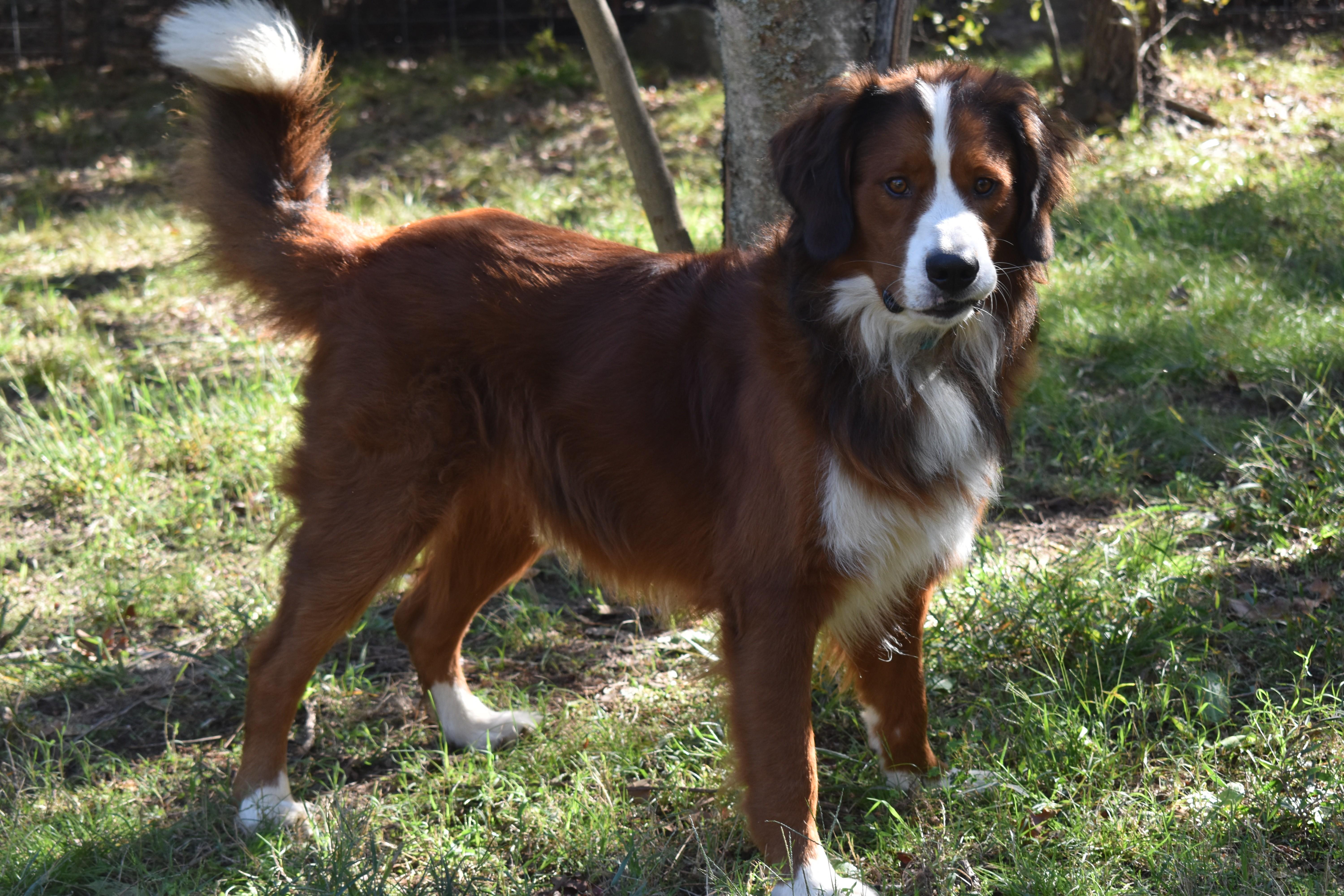 Enlarge Ragnar, a Adoption Pending mixed breed in Kiowa, OK image 6/6