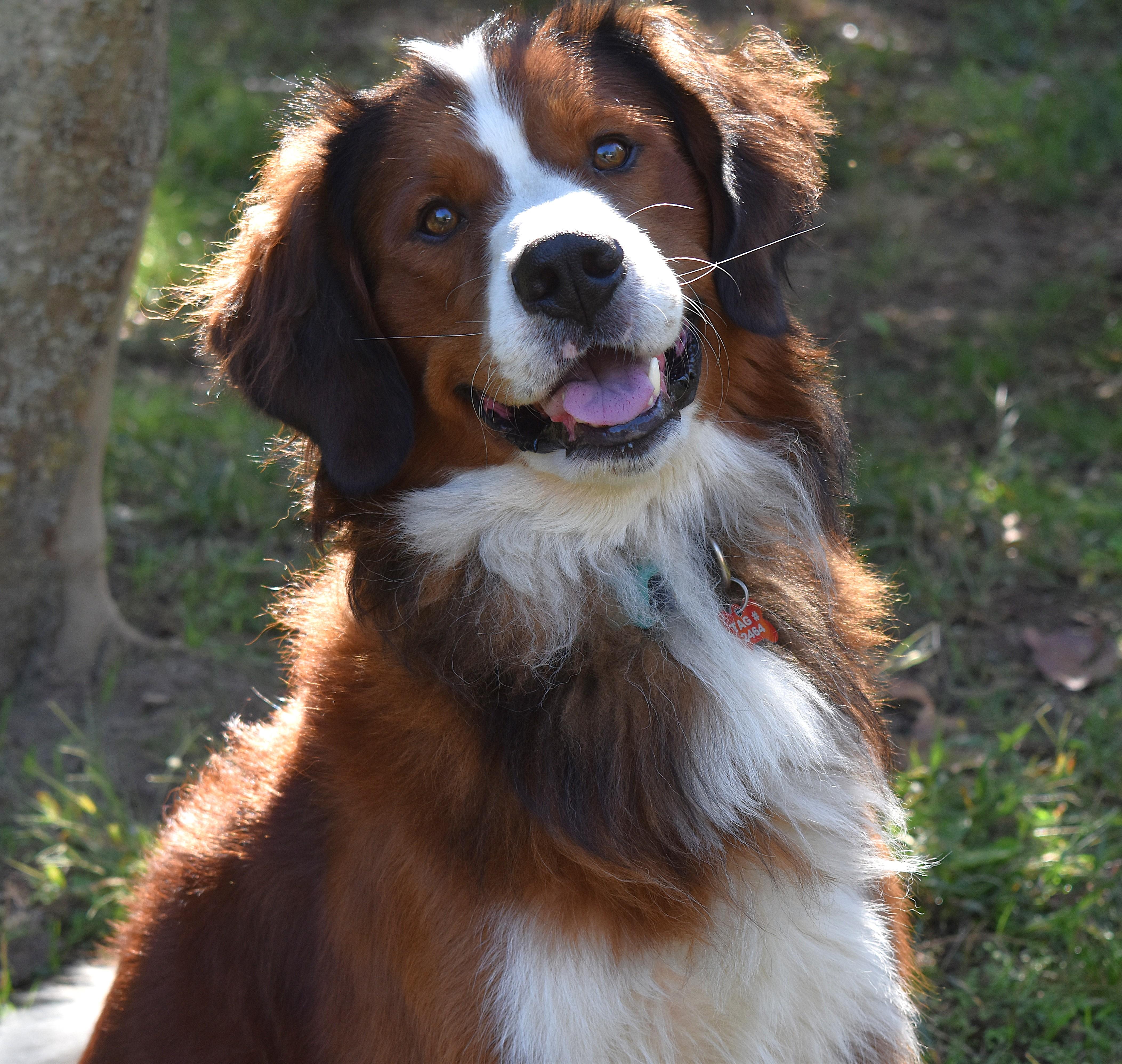 Enlarge Ragnar, a Adoption Pending mixed breed in Kiowa, OK image 1/6