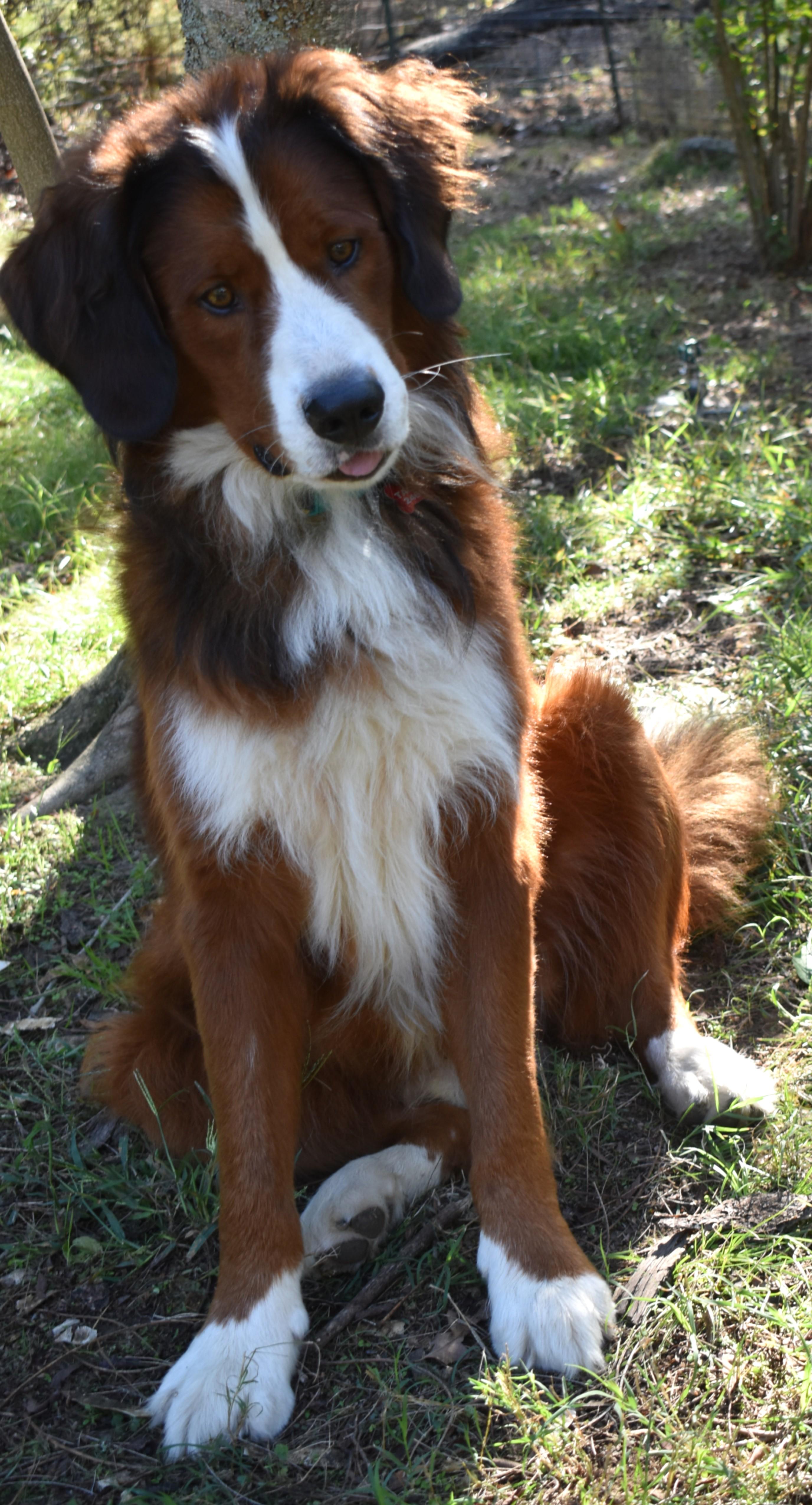 Enlarge Ragnar, a Adoption Pending mixed breed in Kiowa, OK image 3/6
