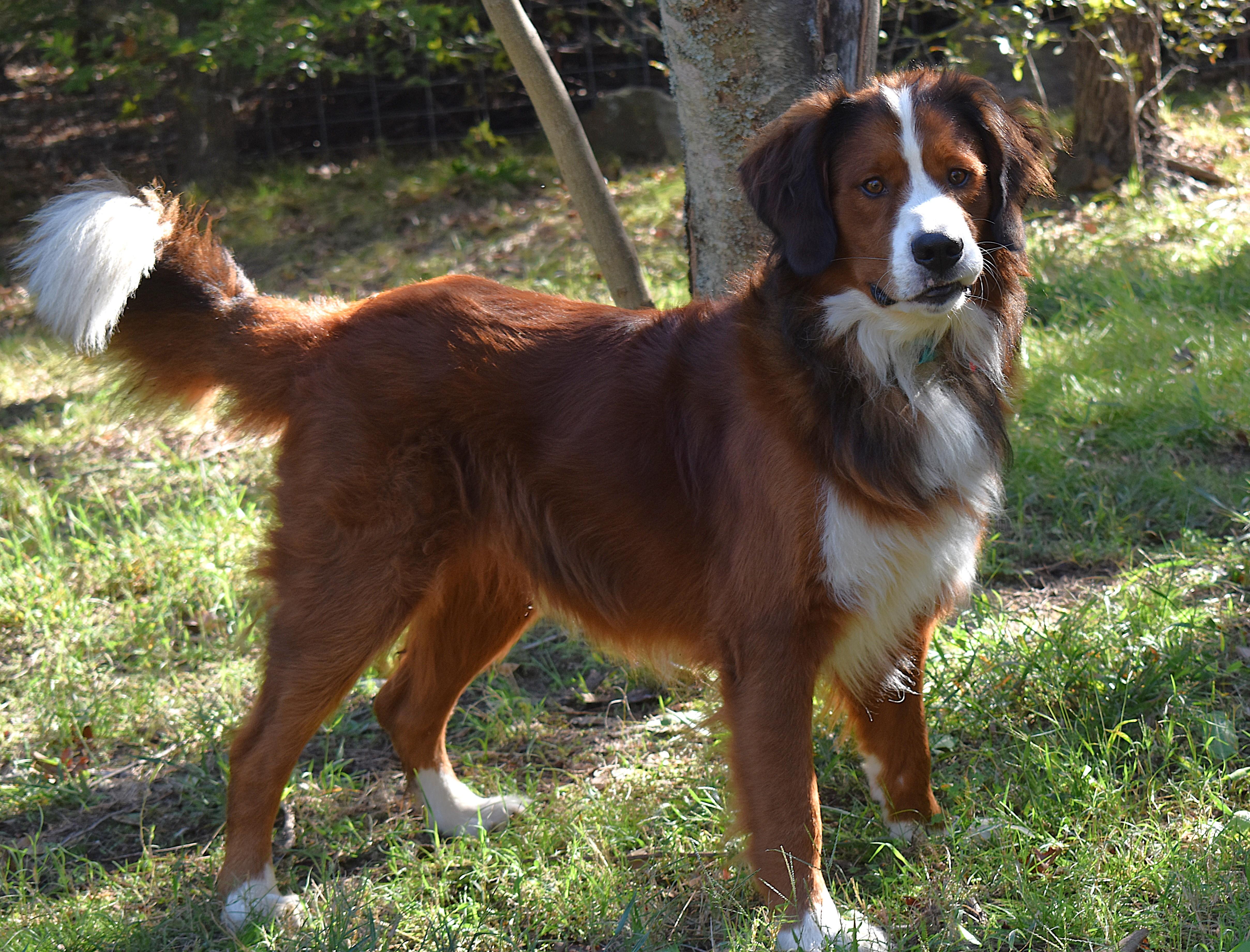 Enlarge Ragnar, a Adoption Pending mixed breed in Kiowa, OK image 4/6