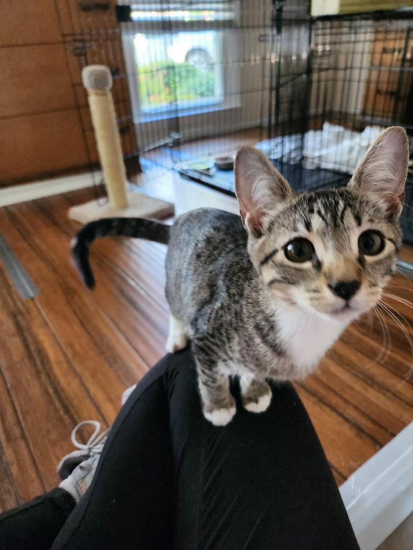 Enlarge ester, a Adopted Domestic Short Hair in Charlotte, NC image 1/2