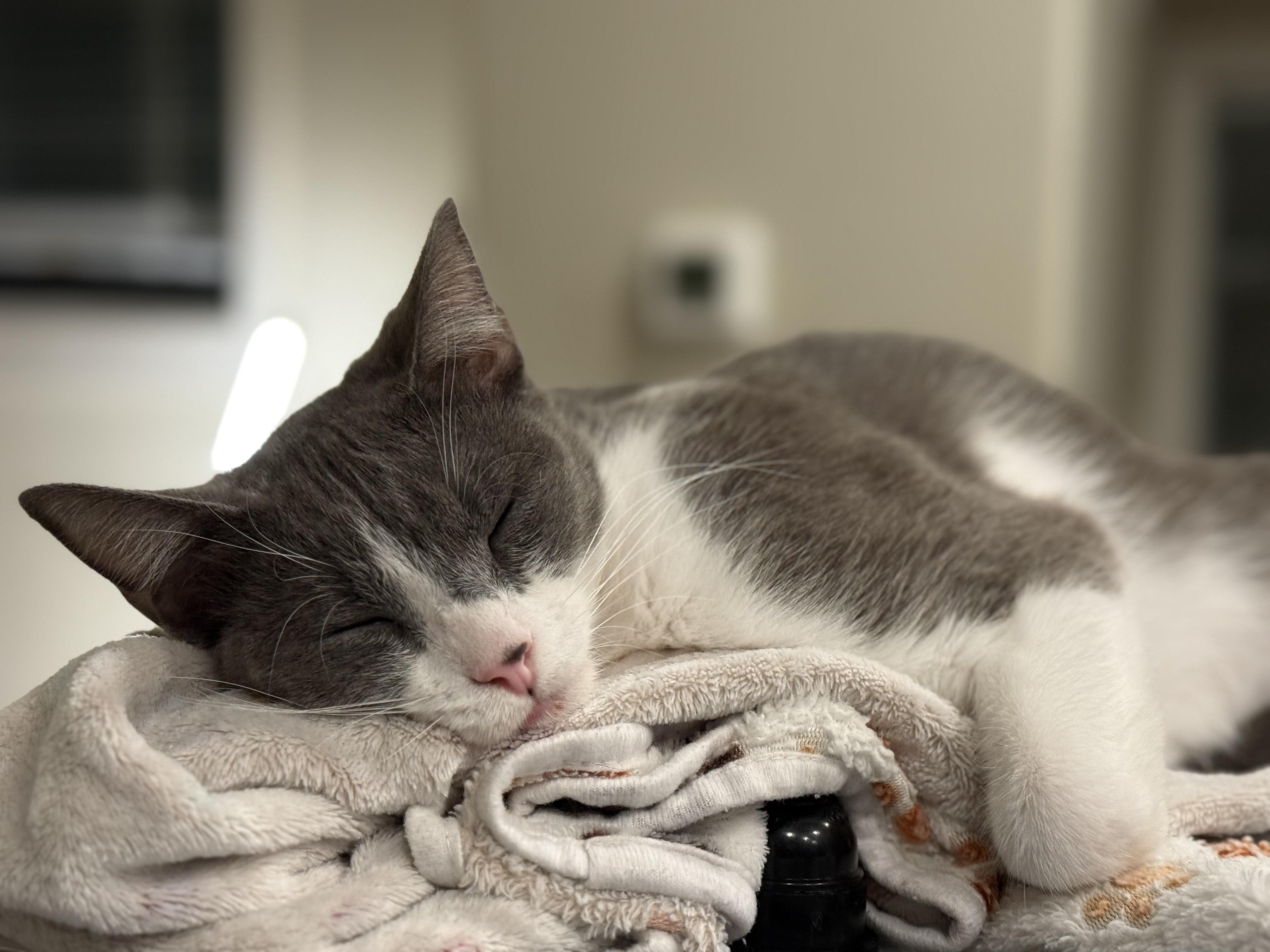 Radicchio, Adoptable, Adult Male Domestic Short Hair.