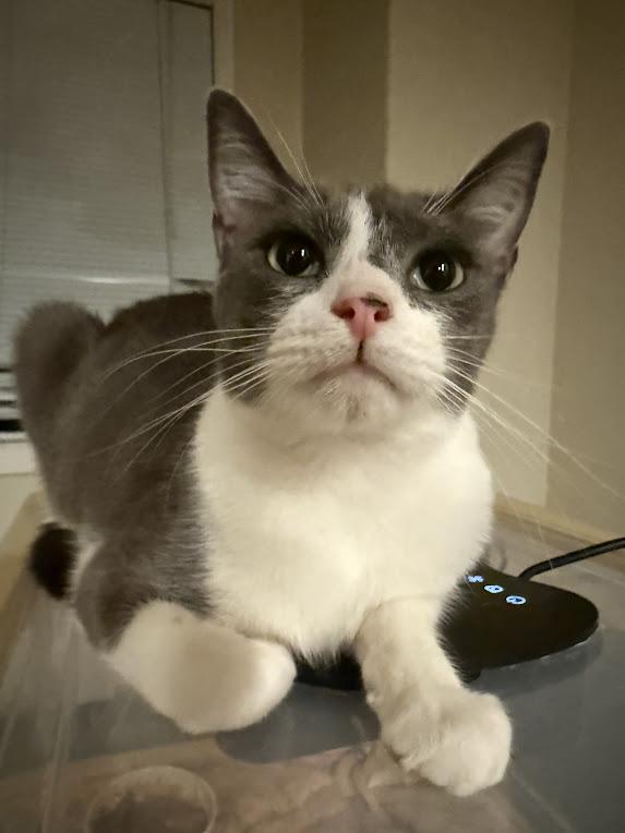 Radicchio, a Adoptable Domestic Short Hair in Hillsboro, OR image 2/2