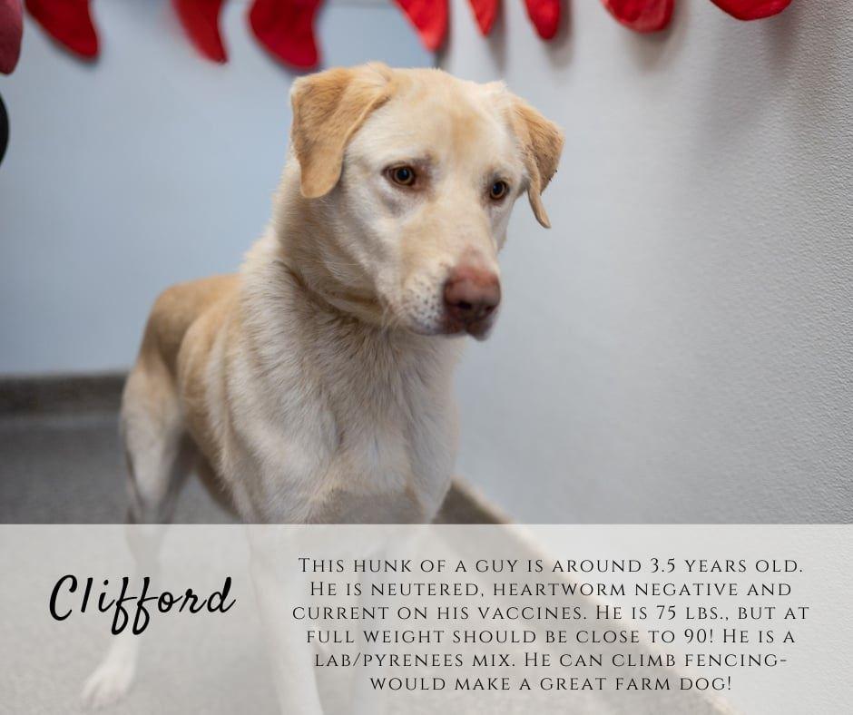 Enlarge Clifford, a ADOPTABLE mixed breed in Junction City, KS image 1/1