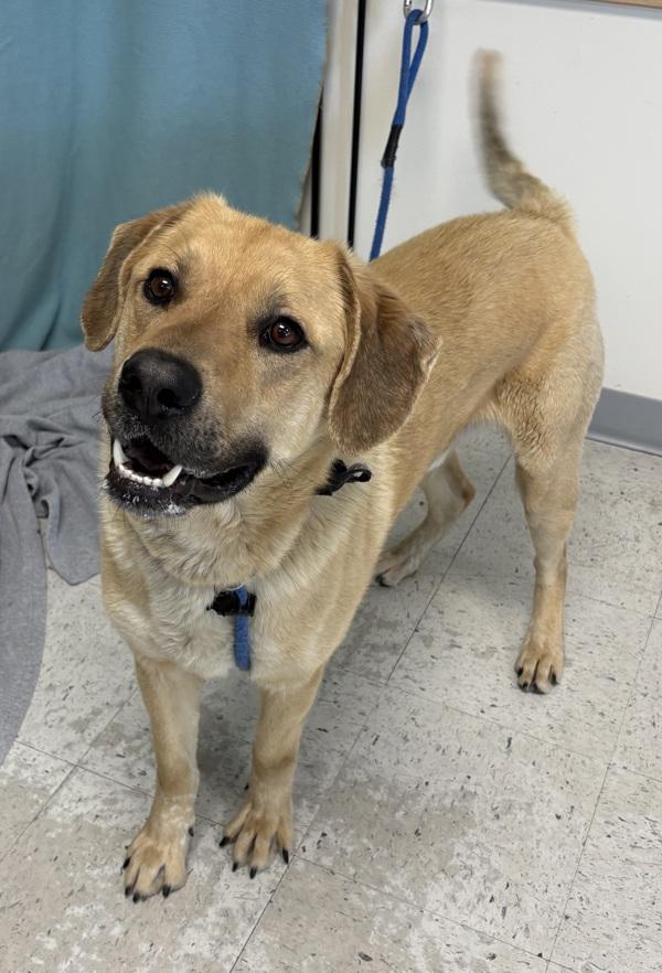 Enlarge *Alder*, a Adoptable mixed breed in Salt Lake City, UT image 1/1