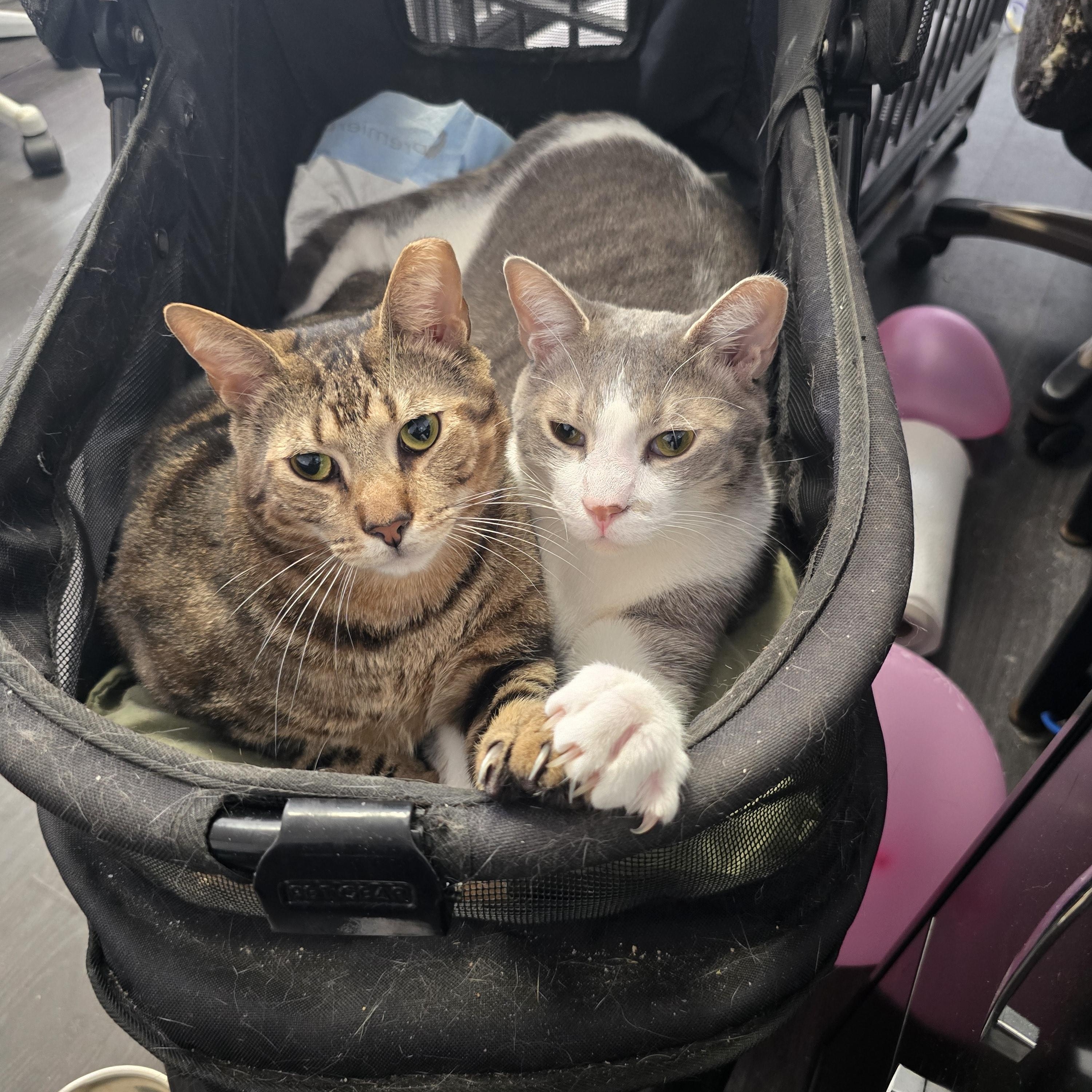 Brayden and Oliver, a Adoptable Domestic Short Hair in Margate, FL image 2/5