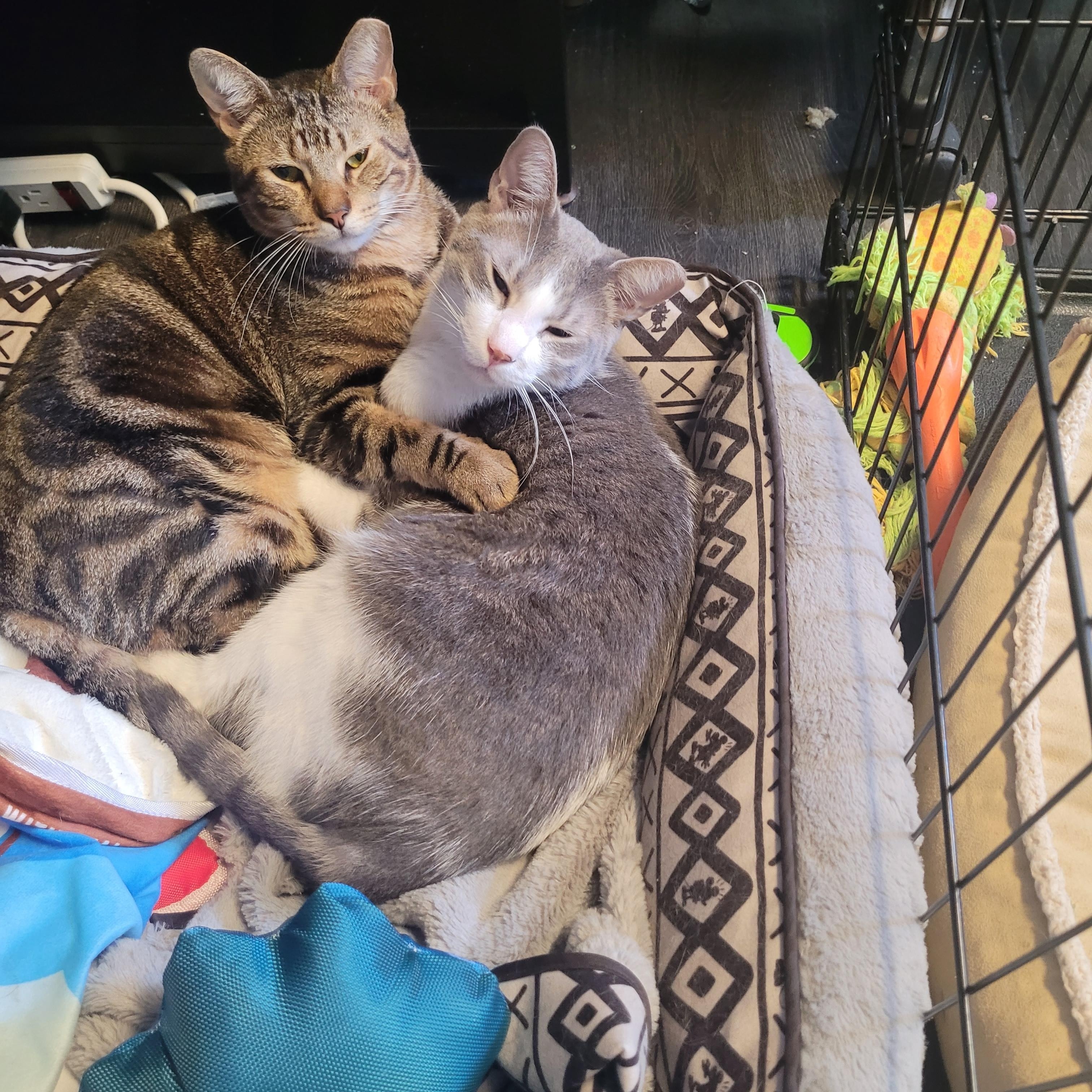 Brayden and Oliver, a Adoptable Domestic Short Hair in Margate, FL image 1/5