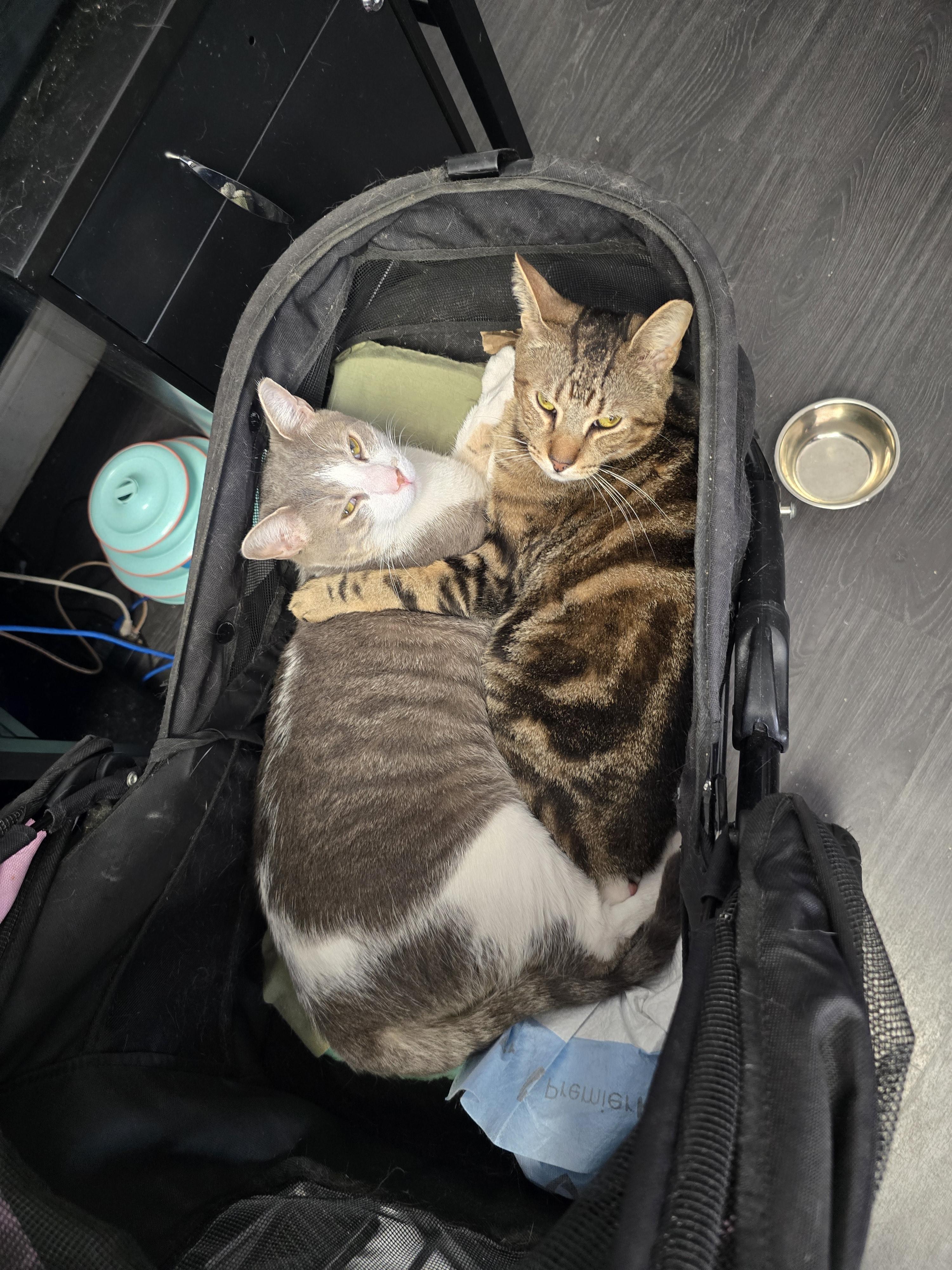 Brayden and Oliver, a Adoptable Domestic Short Hair in Margate, FL image 3/5