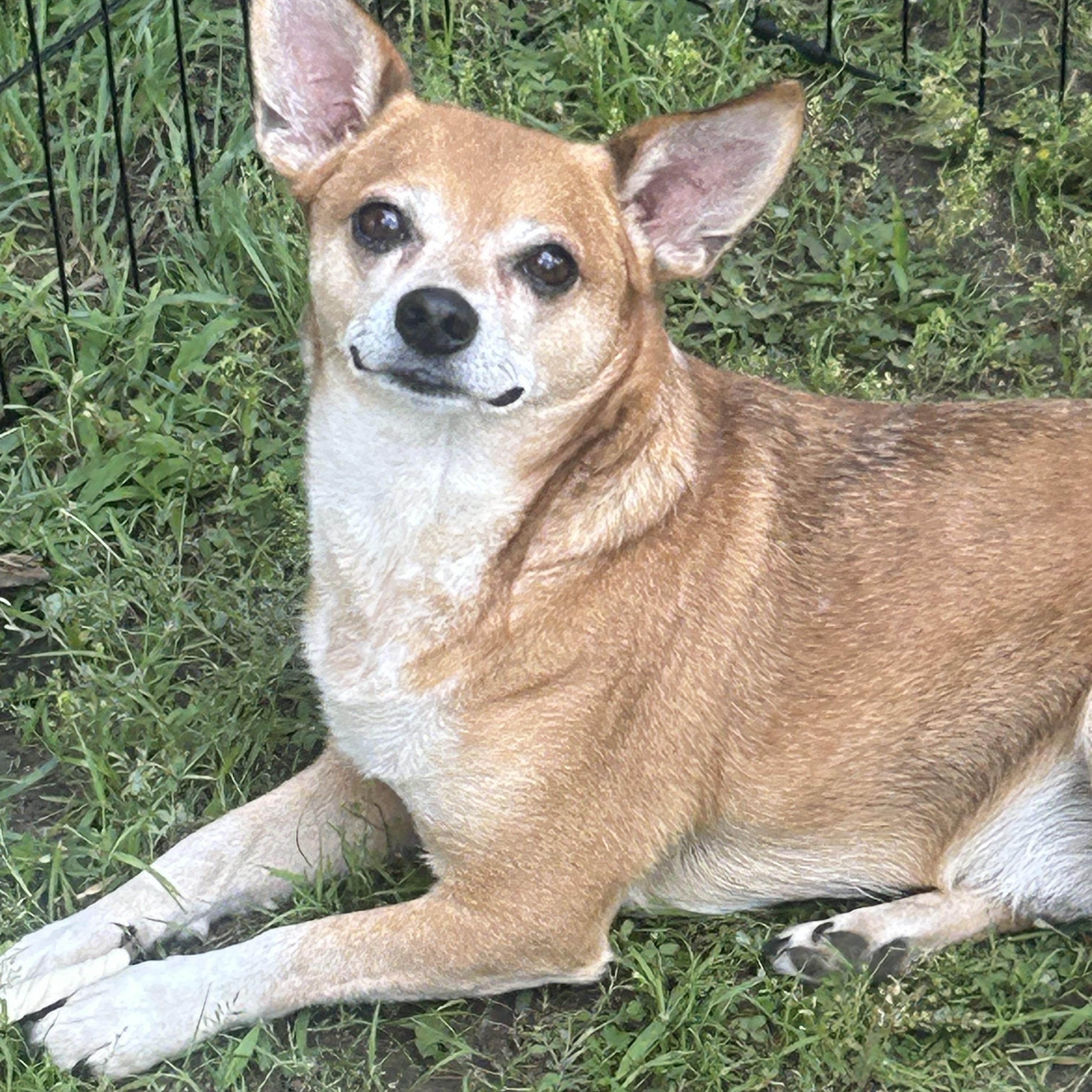 AJ, a Adoptable Chihuahua in Union Grove, WI image 4/4