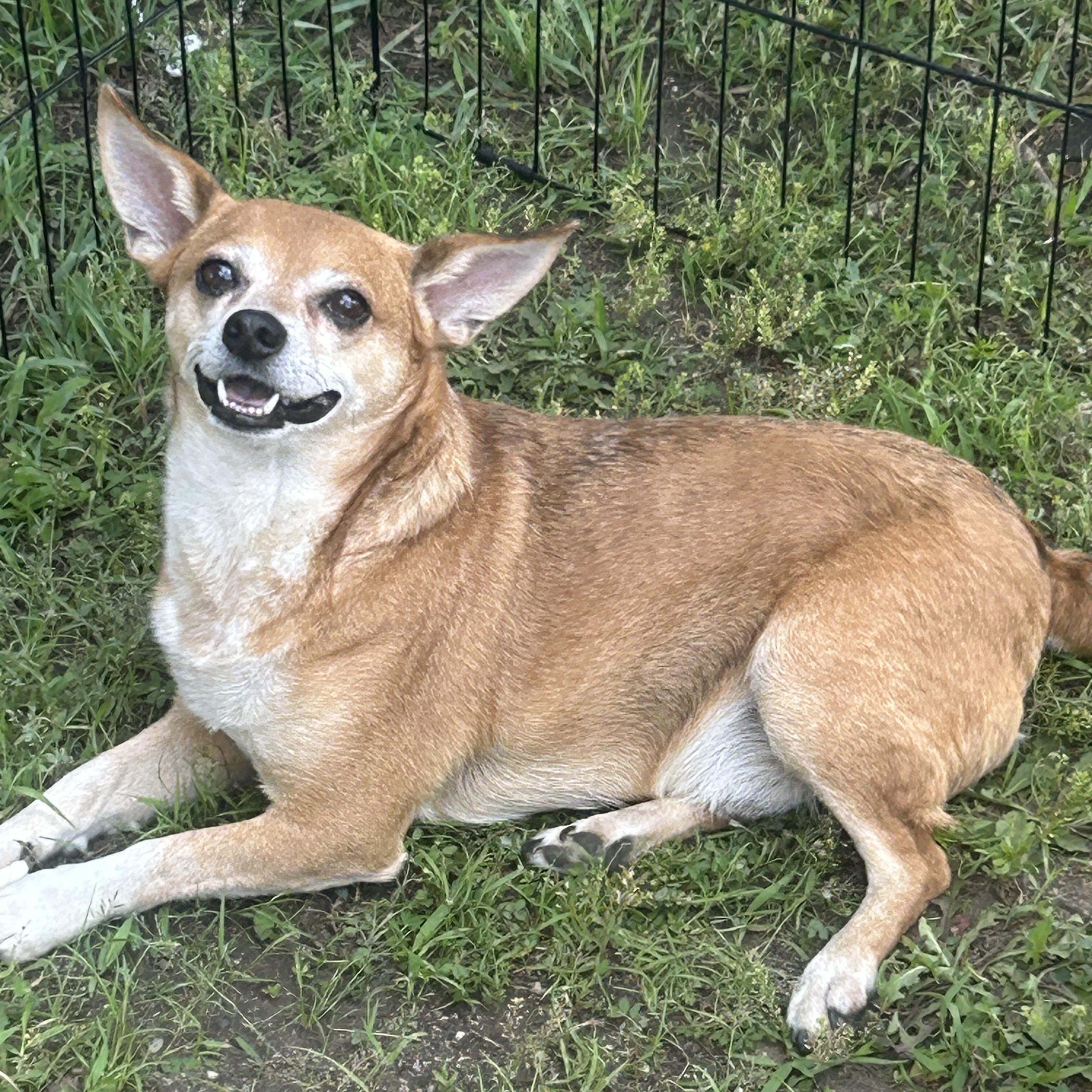AJ, a Adoptable Chihuahua in Union Grove, WI image 3/4