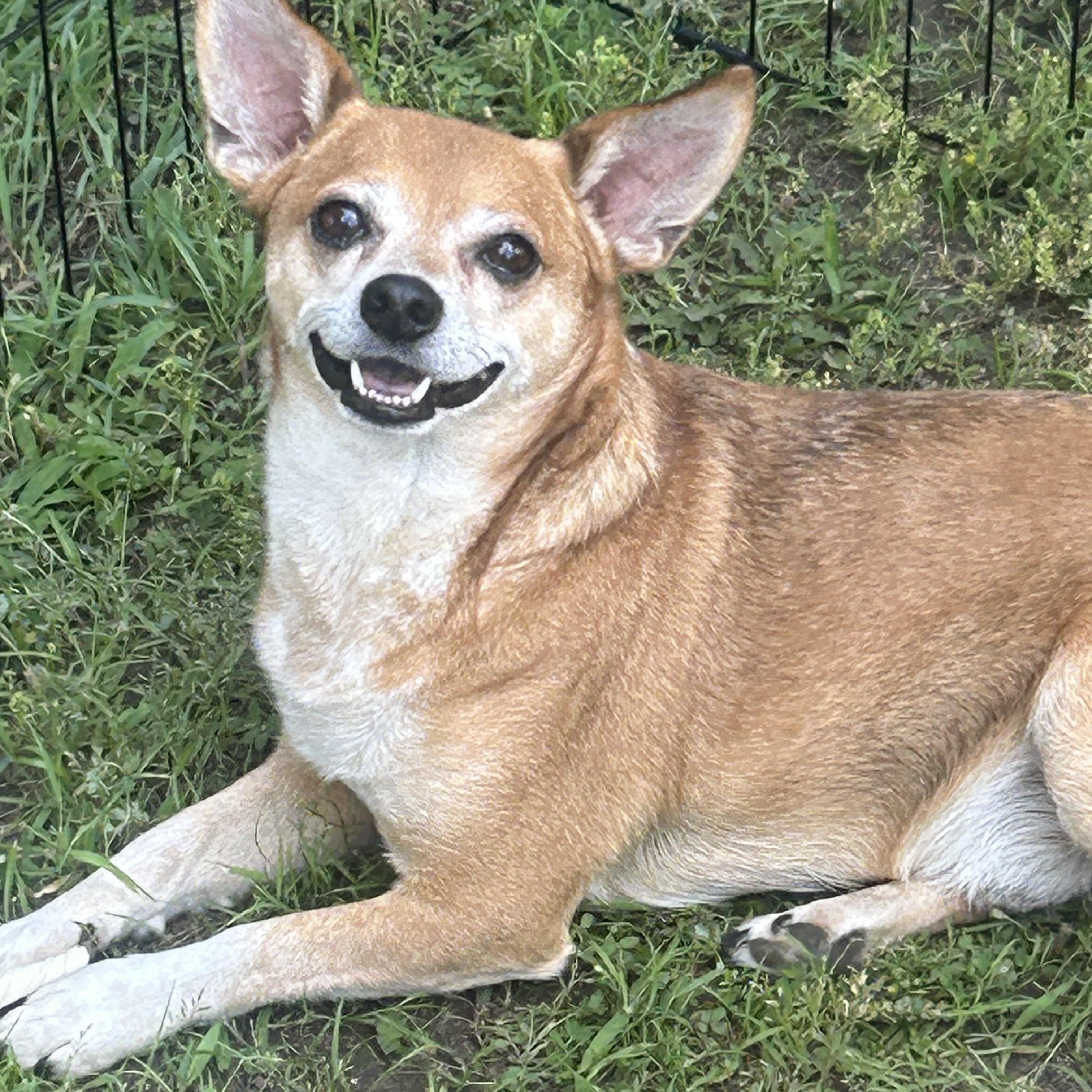 AJ, Adoptable, Young Male Chihuahua.