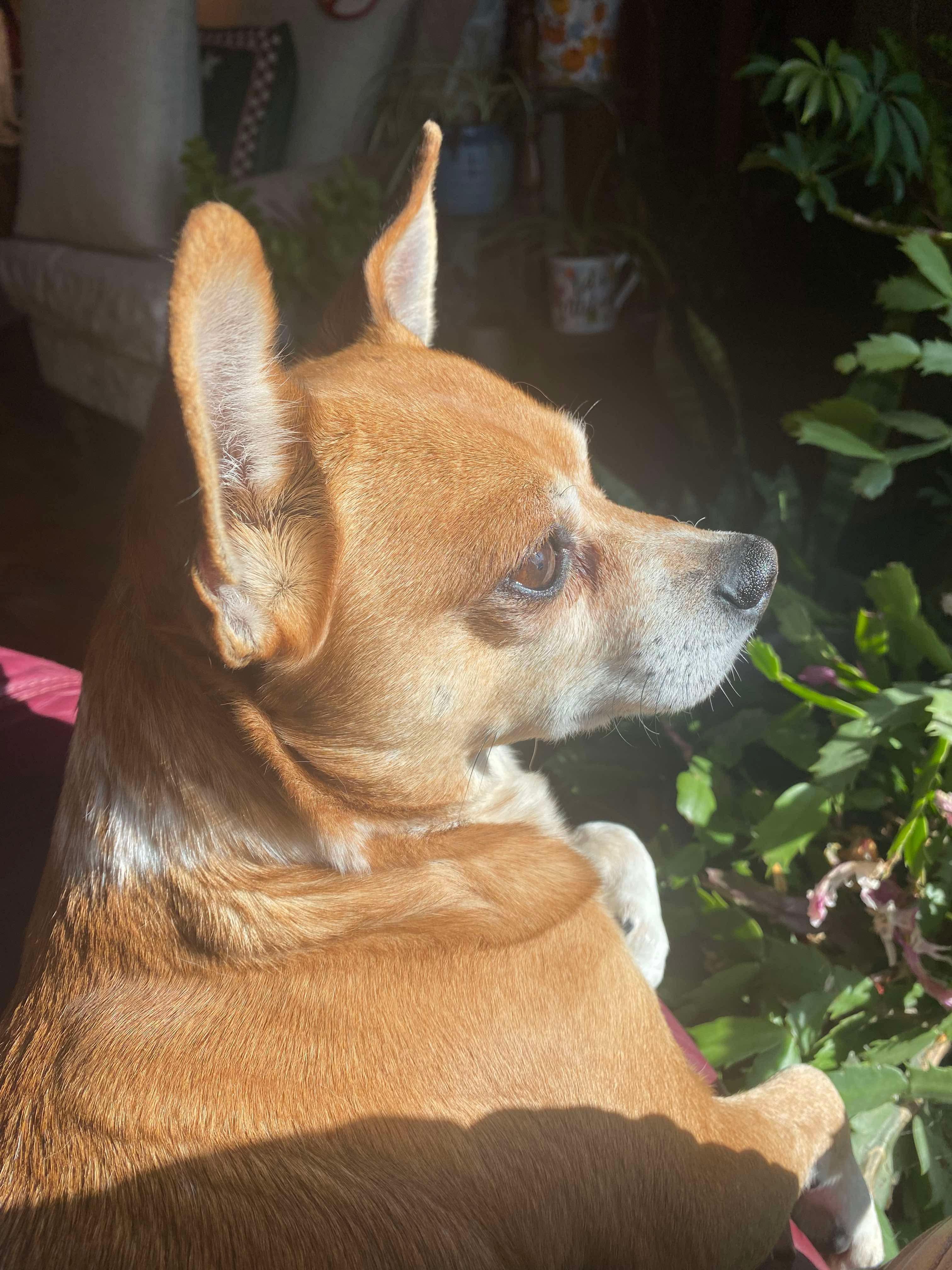 AJ, a Adoptable Chihuahua in Union Grove, WI image 2/4