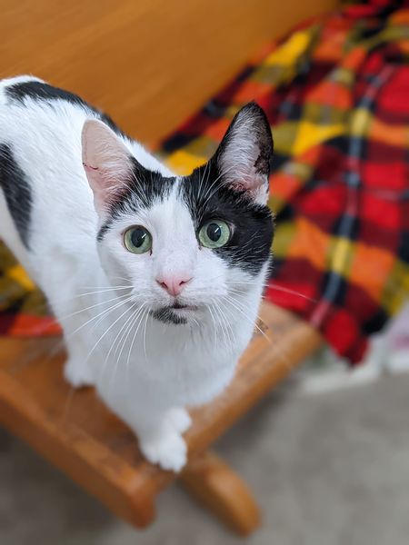 David, Adoptable, Senior Male Domestic Short Hair.