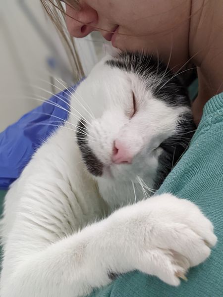 Enlarge David, a Adoptable Domestic Short Hair in Tilton, IL image 3/4